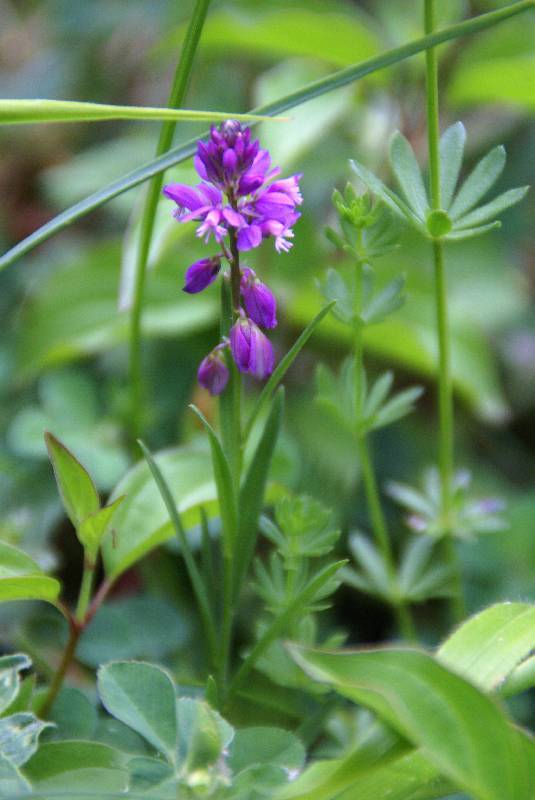 Unser Orchideenpark Bild Nr.102